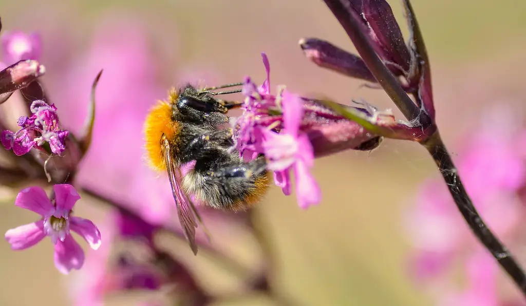 輕小說電子書在台灣的崛起：解鎖日文文學新境界